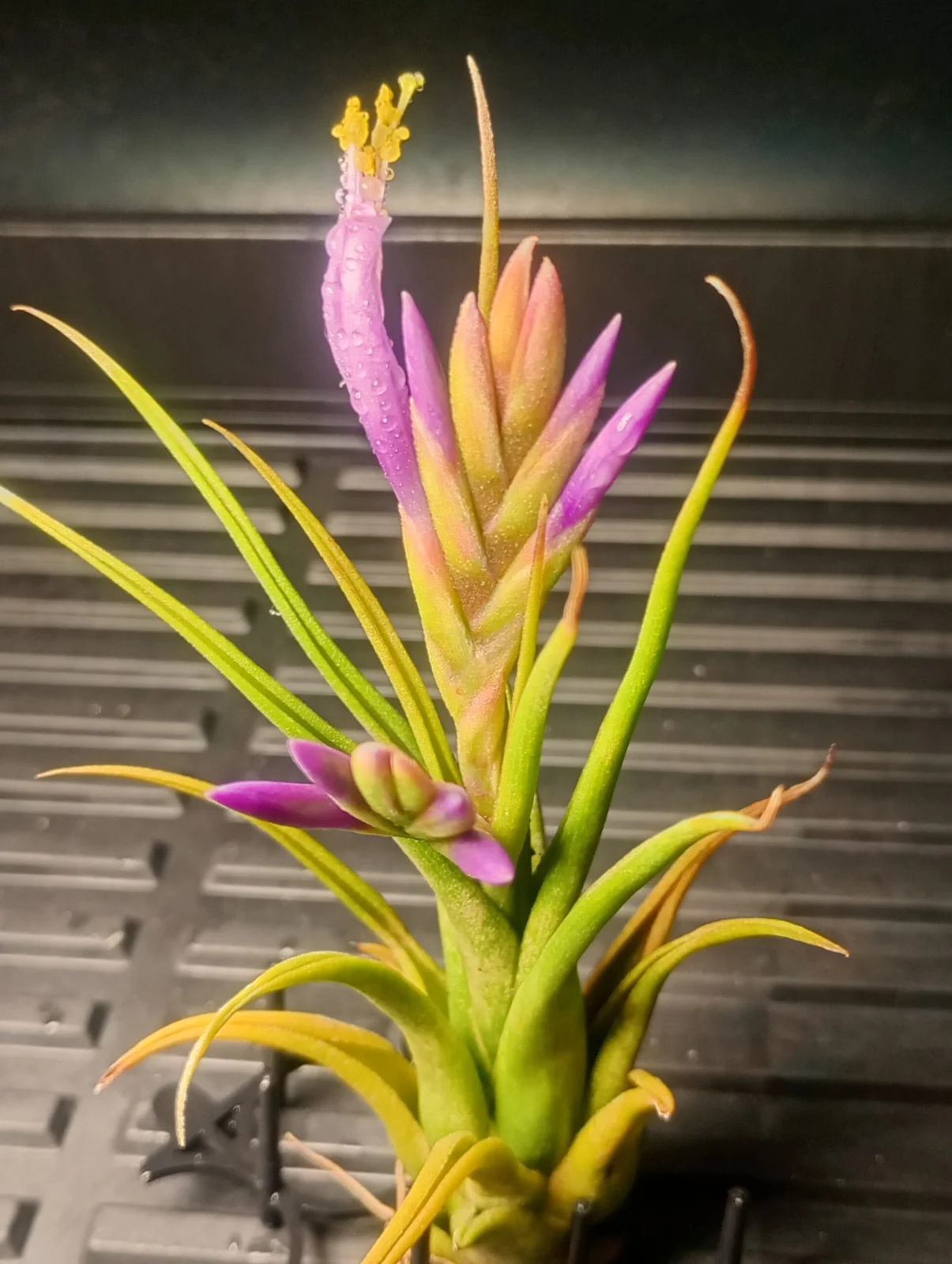 シルシナータ 花