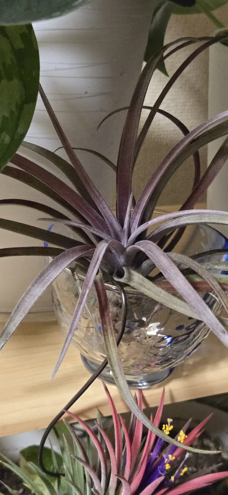 ティランジア カピタータ　ドミンゲンシス