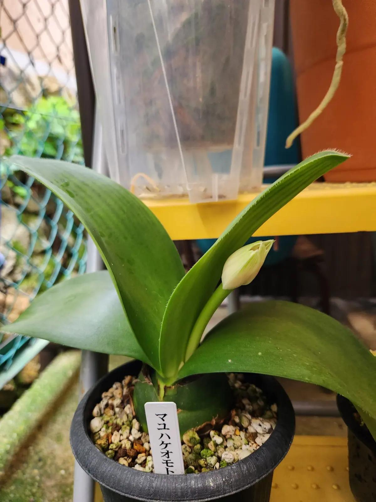 マユハケオモト