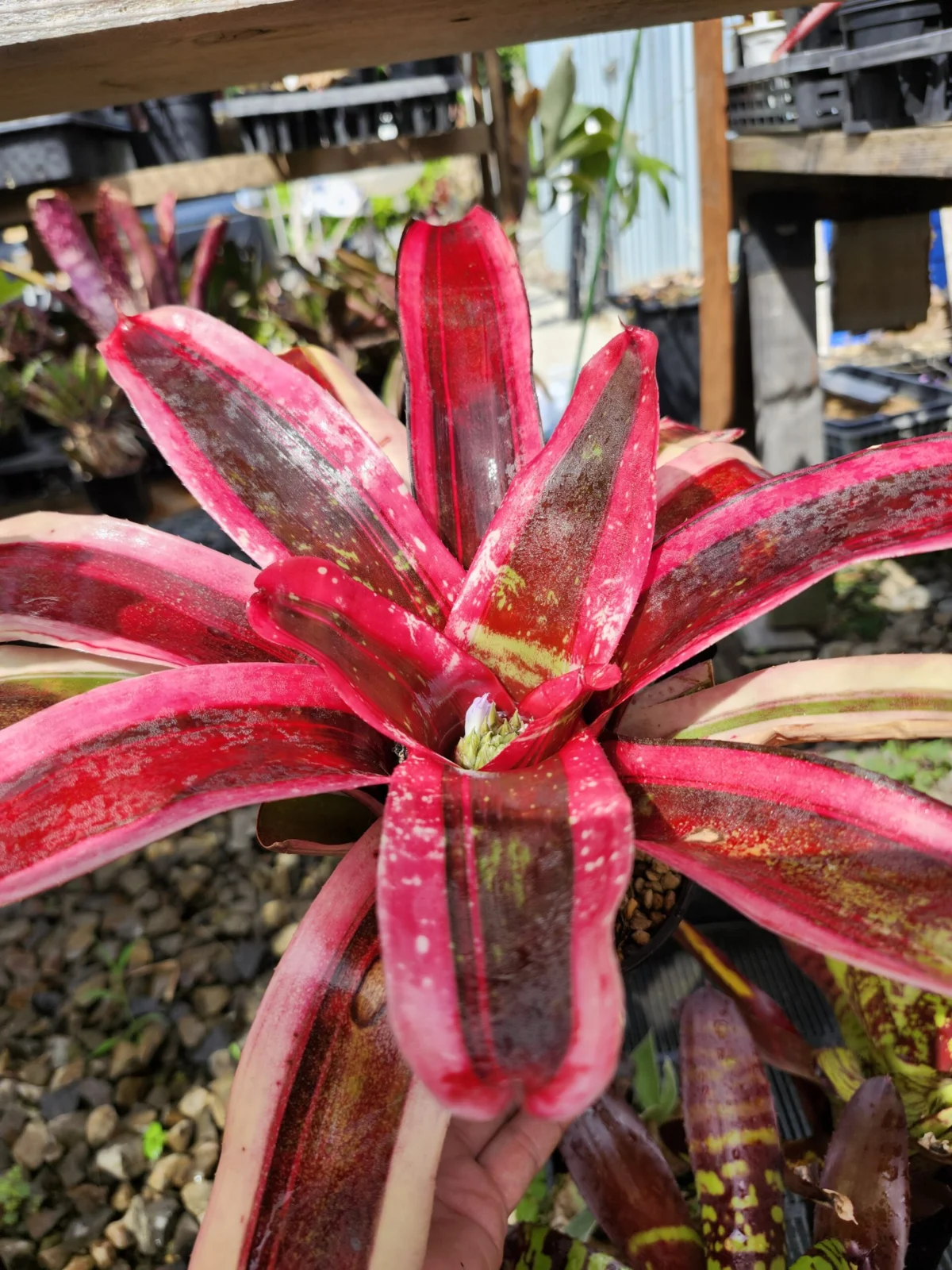 ネオレゲリア モラベザ 開花