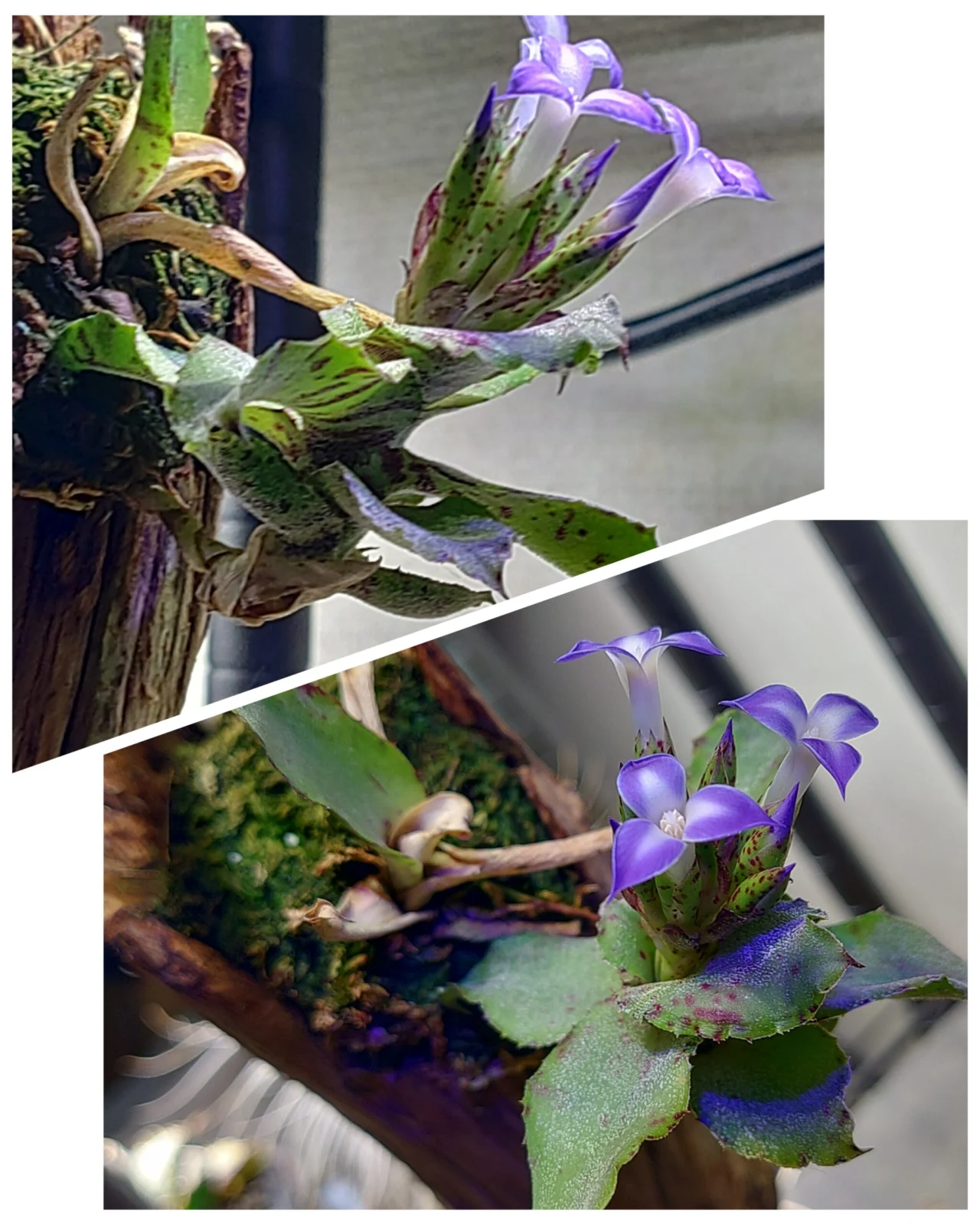 ネオレゲリア　リリプティアナ　花