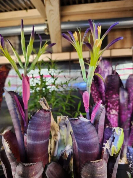 ビルベルギア　ゲルダ　開花