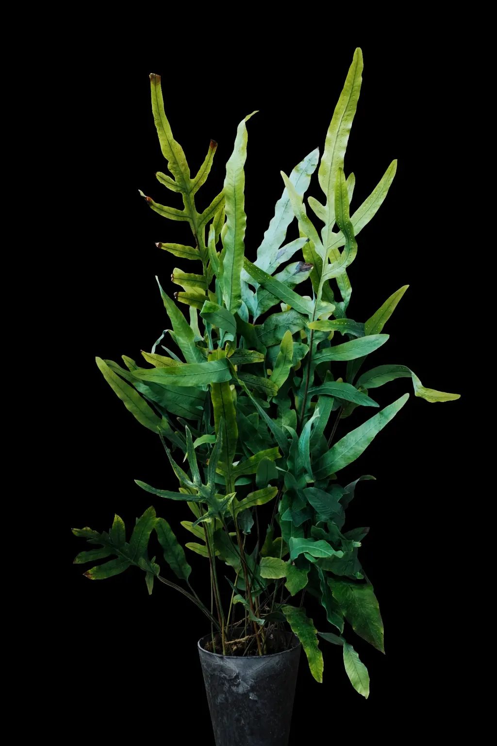 フレボディウム ブルースター