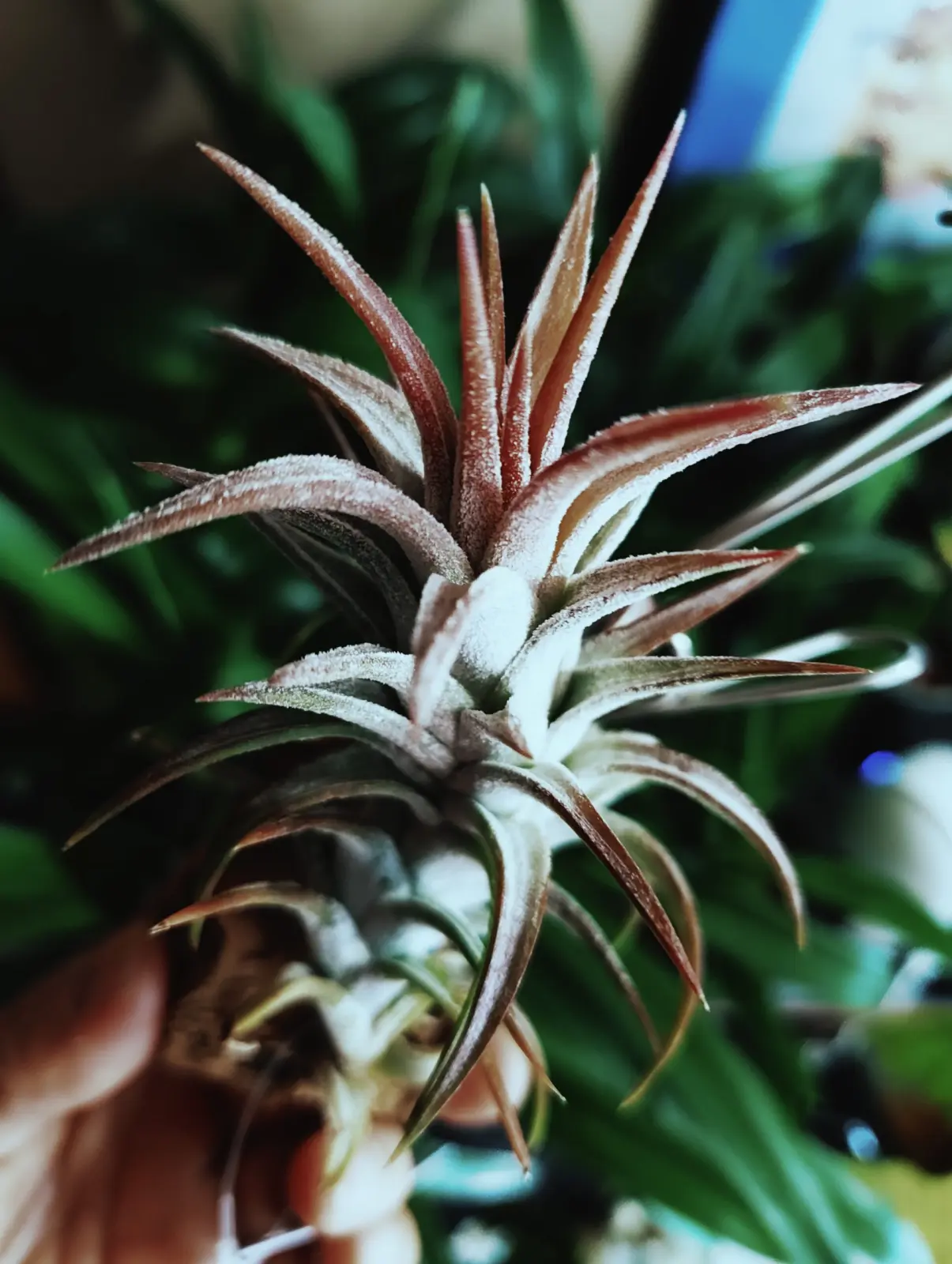 ティランジア イオナンタ バンハイニンギー