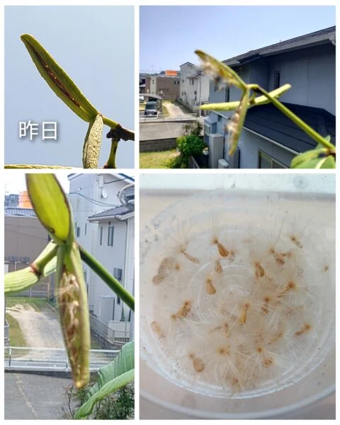 パキポディウム　バロニー　種