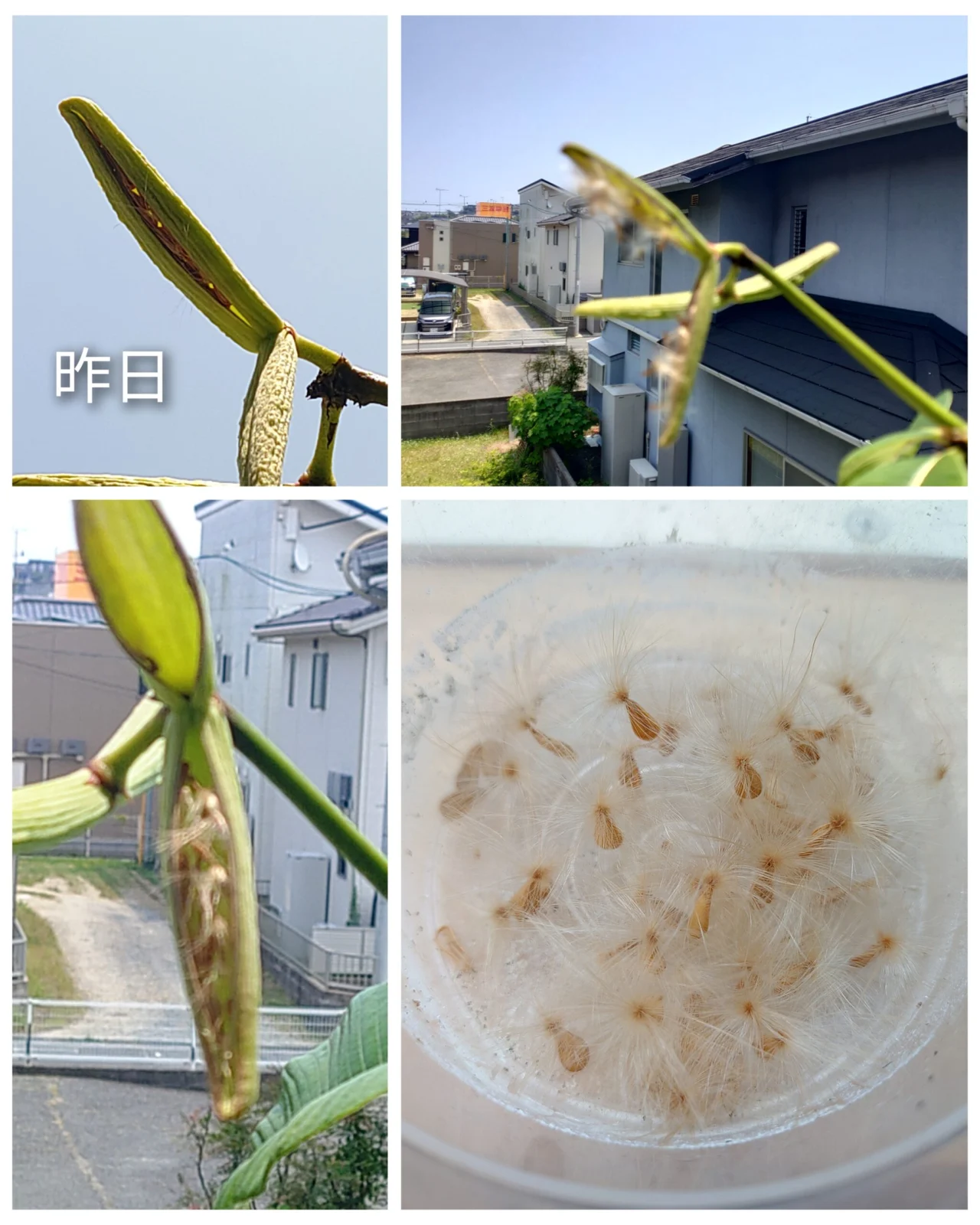 パキポディウム　バロニー　種
