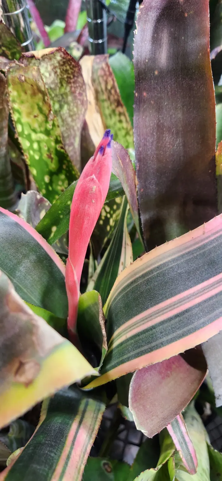 ビルベルギア ラルフグラハムフレンチ