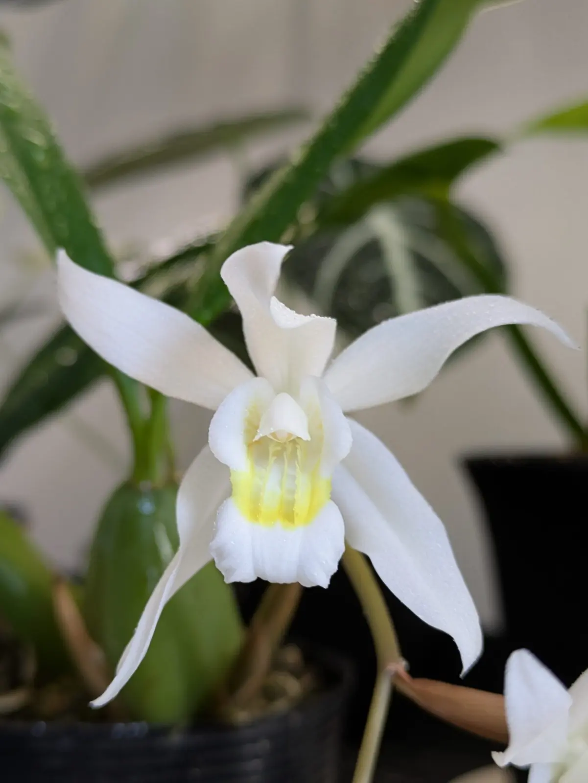 セロジネ　インターメディア　洋蘭　蘭