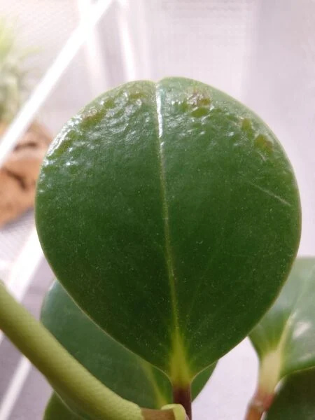 ペペロミア 葉の表面がぼこぼこ
