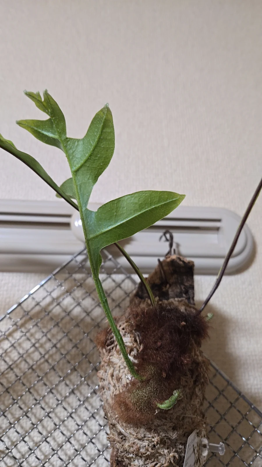 ドリナリア リギデュラ