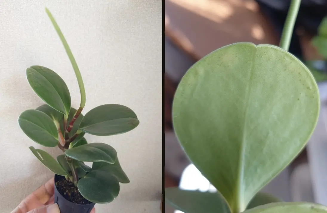 ペペロミア ぼこぼこ葉っぱの葉裏 / 全体像