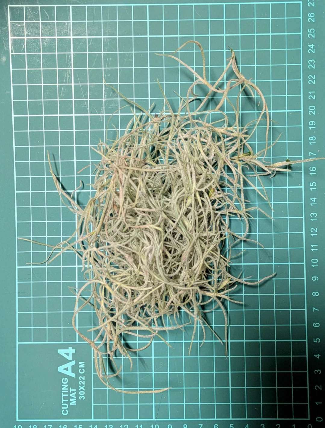 ティランジア from 直売所