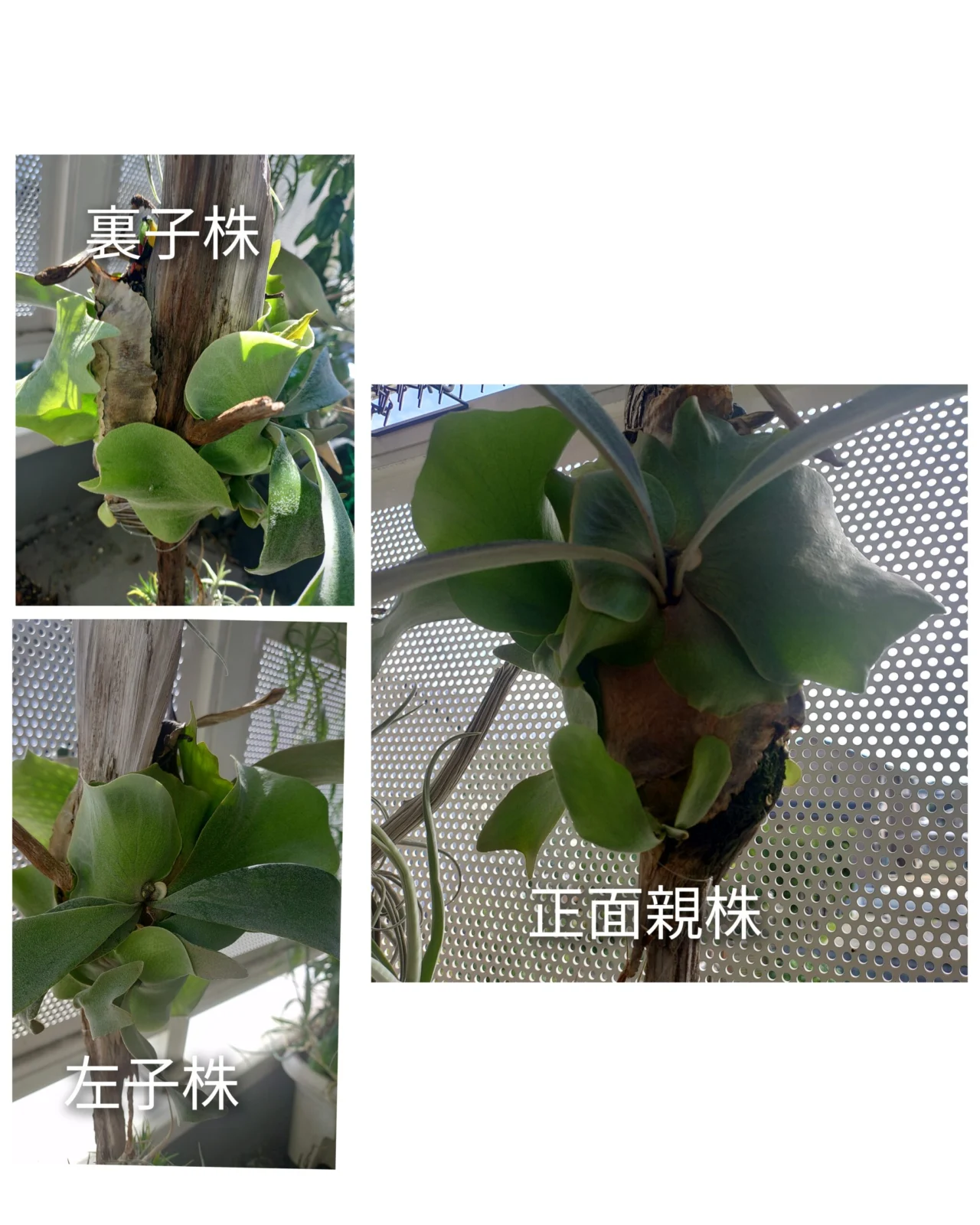 ビカクシダ　ビフルカツム　迷い葉　エラー葉