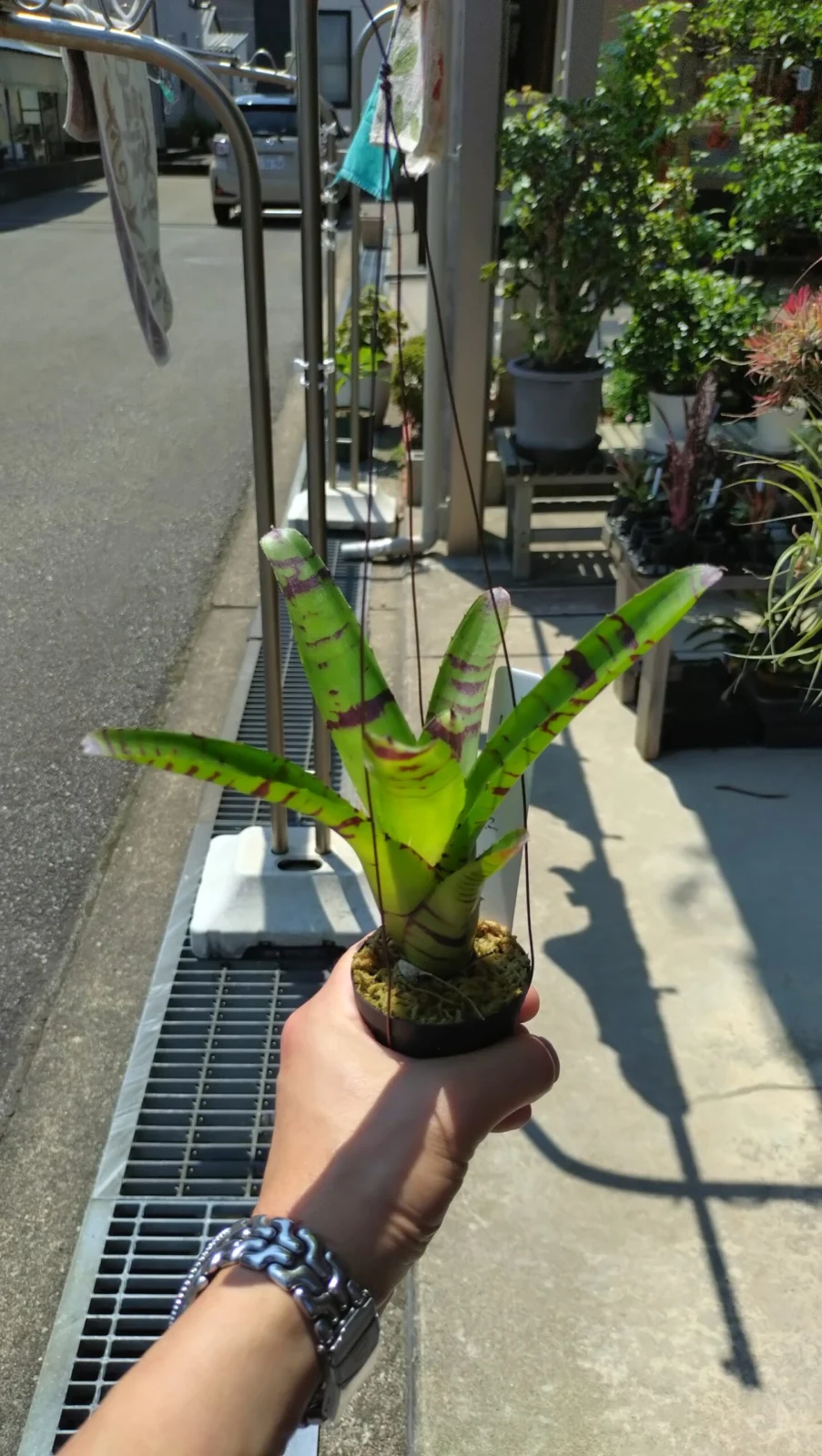 ネオレゲリア　トレッドマークス