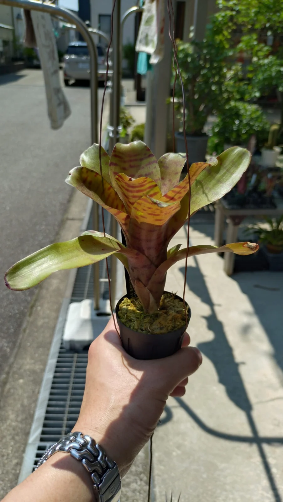 ネオレゲリア　ドルチェデレチェ