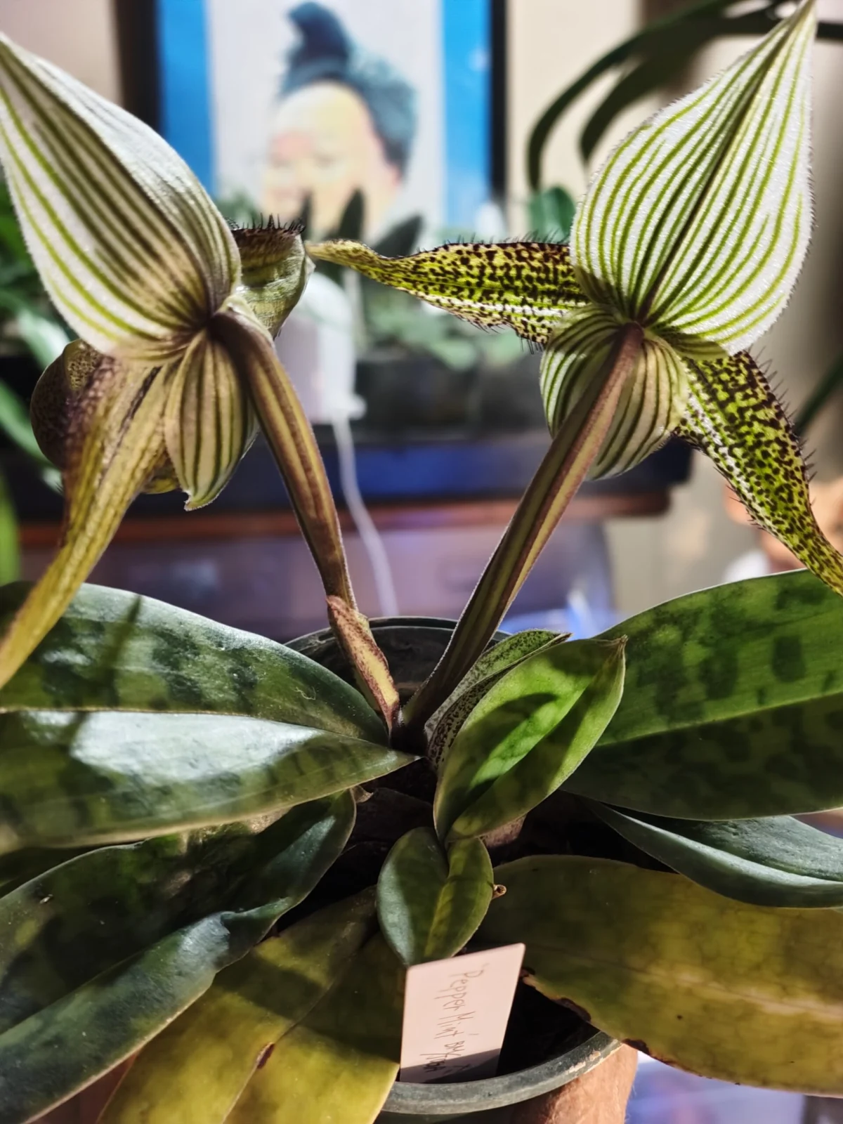 パフィオペディラム ワーディー ペパーミント×ミントチョコレート