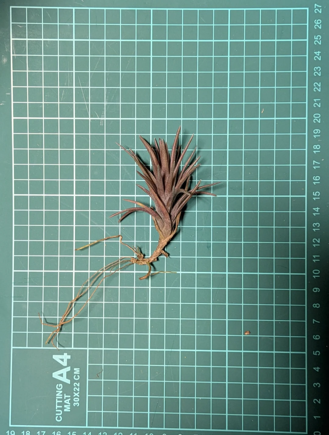 ティランジア from 直売所