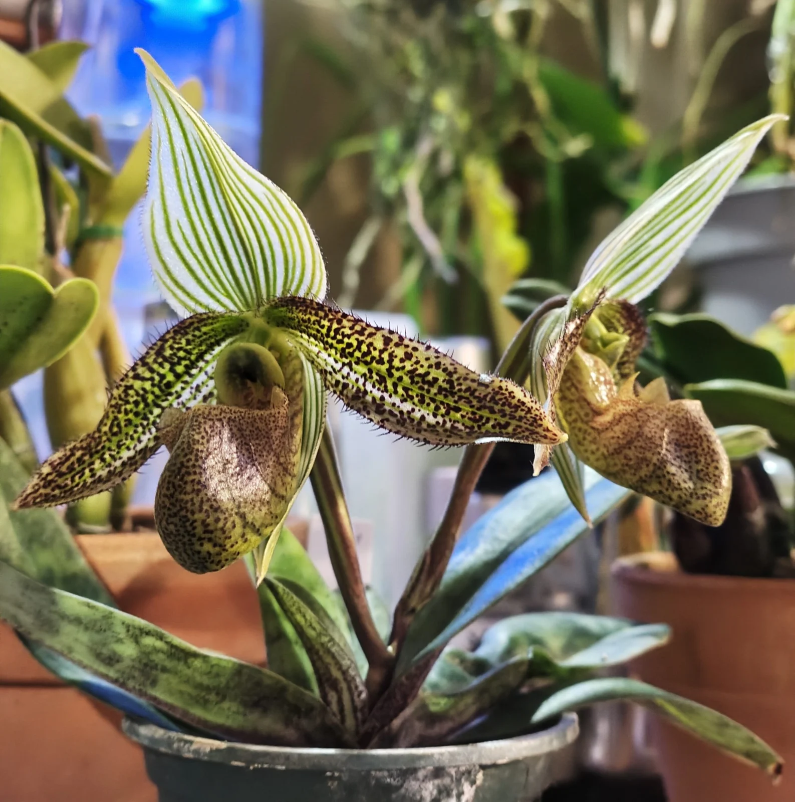 パフィオペディラム ワーディー ペパーミント×ミントチョコレート