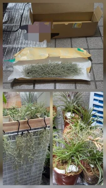ウスネオイデス