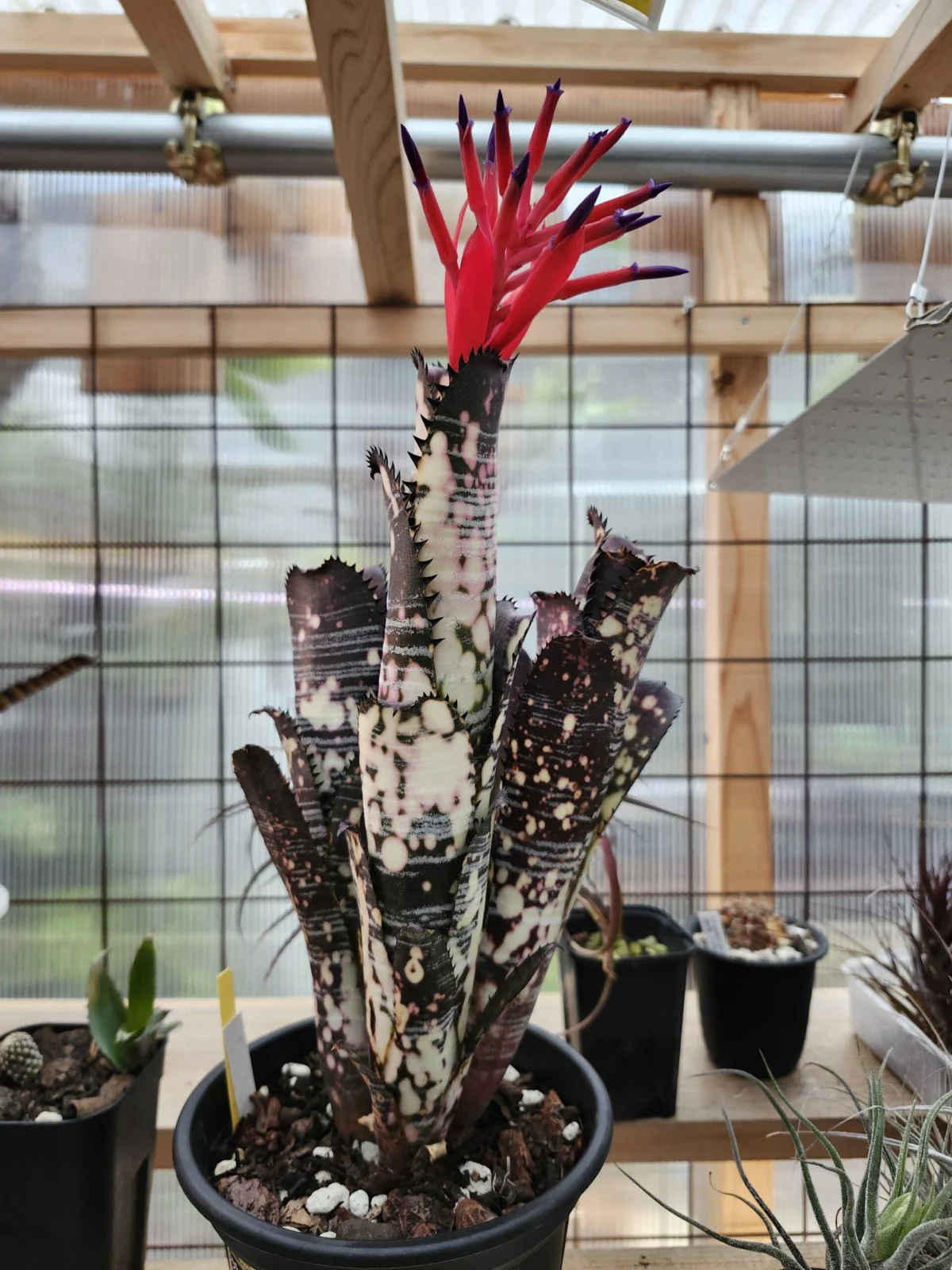 ビルベルギア　バージニア　花芽