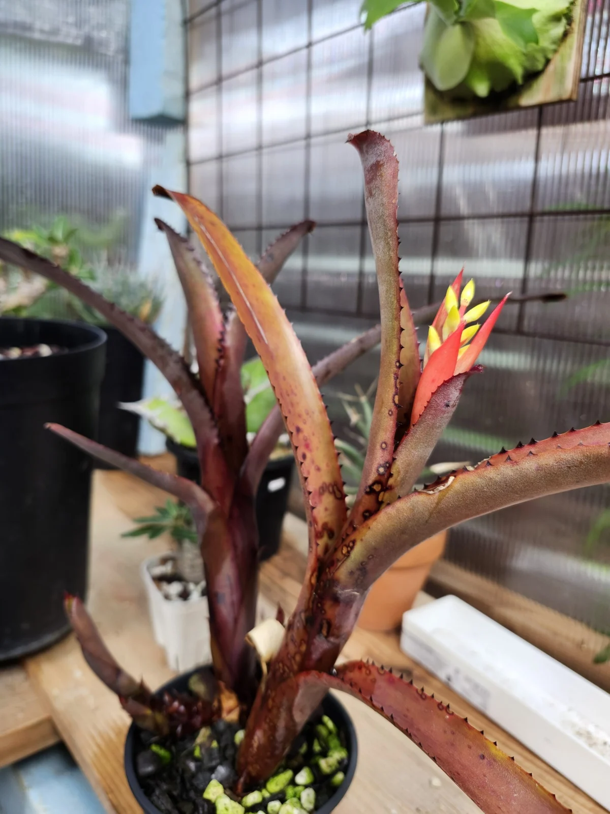 エクメア ヌディカウリス var カスピダータ 花芽花芽