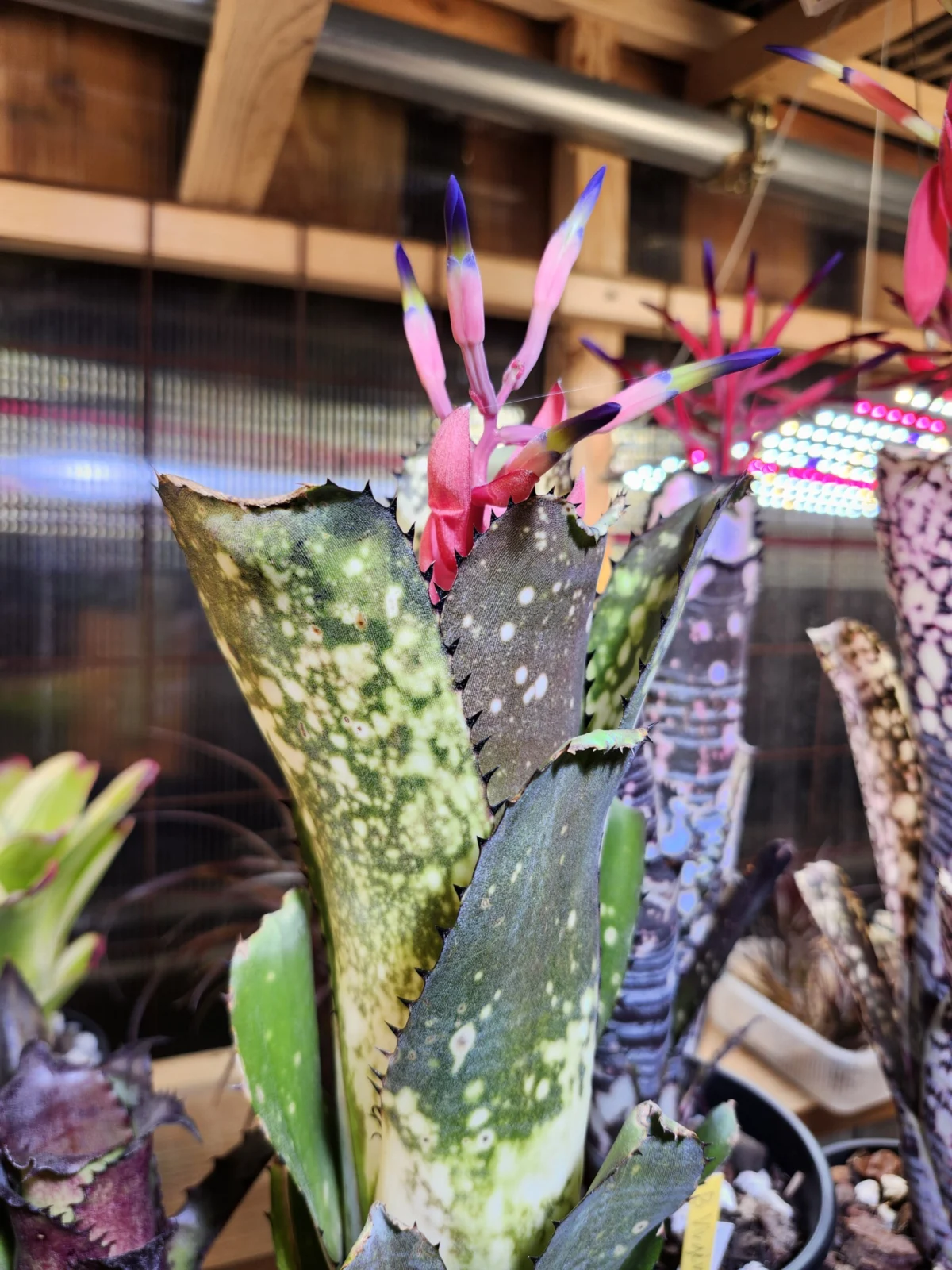 ビルベルギア　カハカイ　花芽