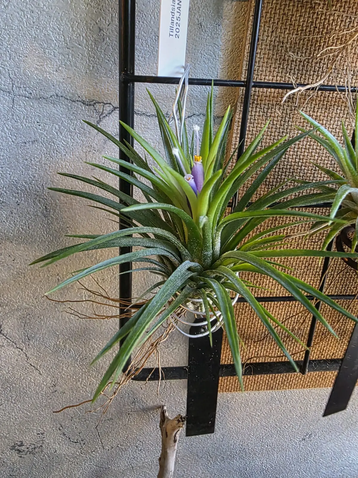 ティランジア イオナンタ 謎ナンタ