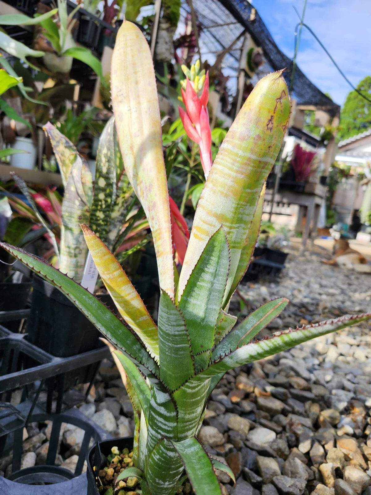 エクメア　マンザナレンシス？　花芽