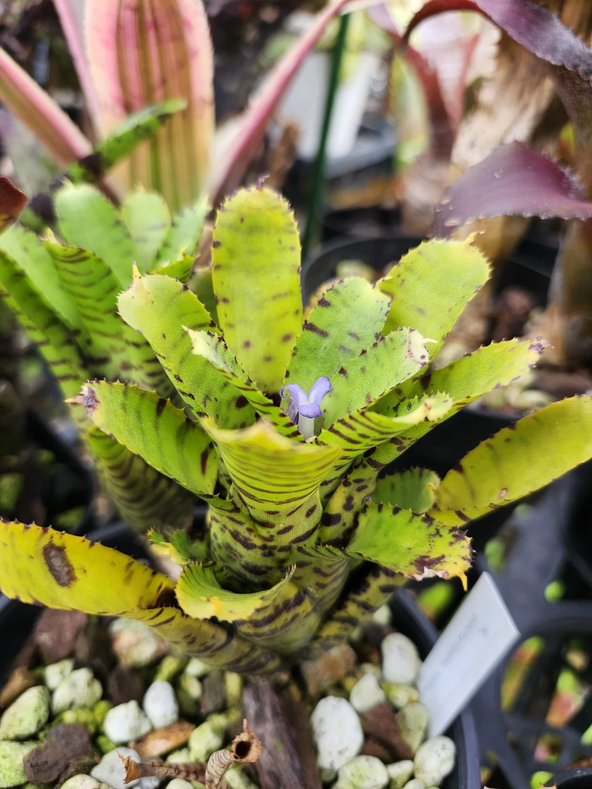 ネオレゲリア プンクタティッシマ イエロー 開花