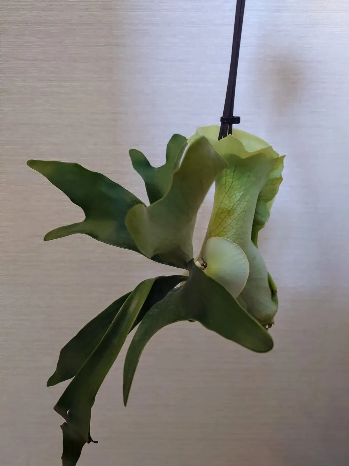 ビカクシダ　札落ち　苔玉