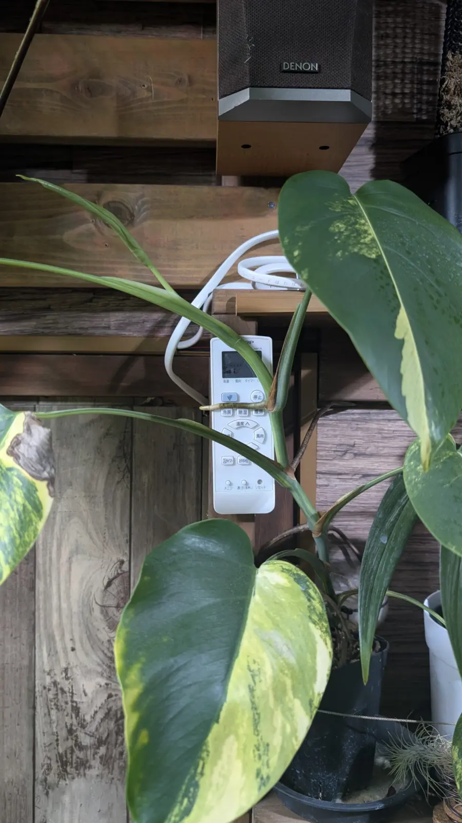 モンステラ　ボルシギアナ　黄斑