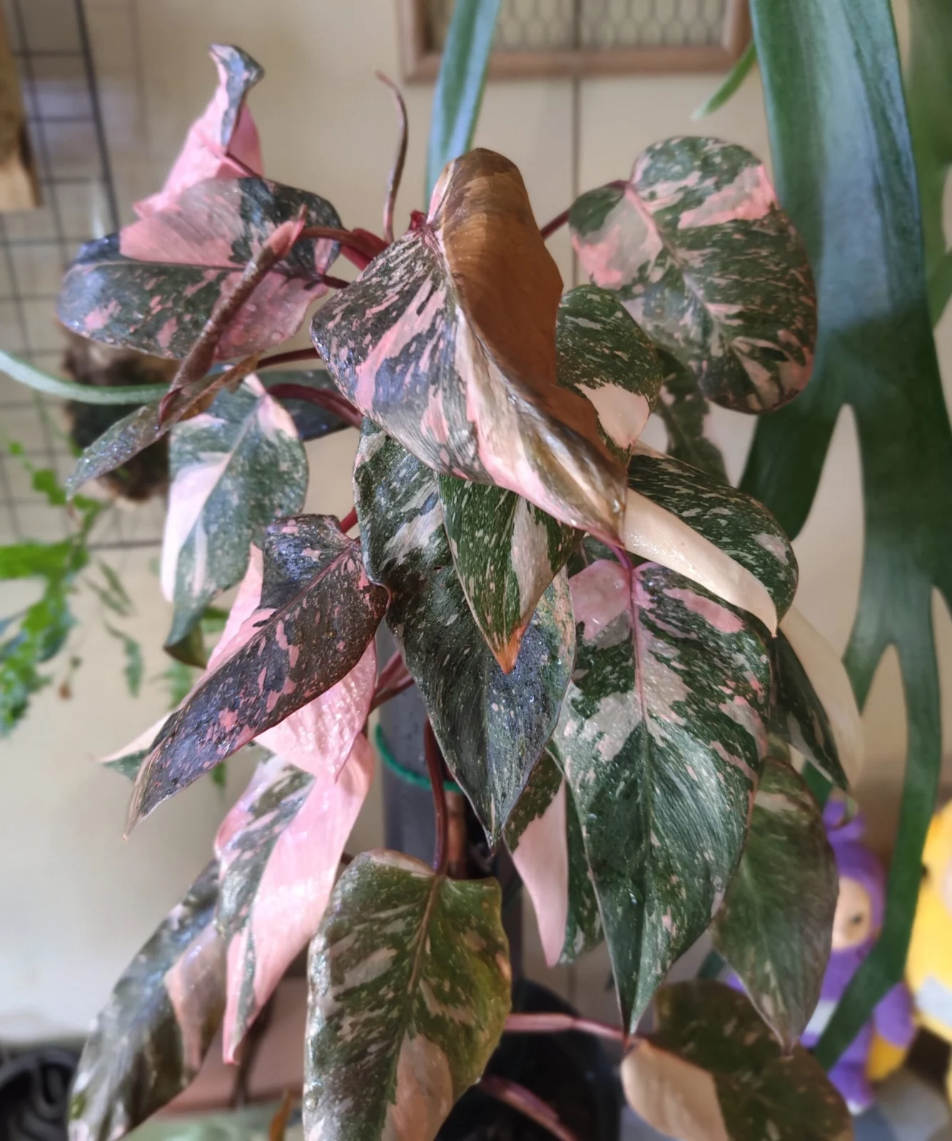 フィロデンドロン ピンクプリンセス ギャラクシー