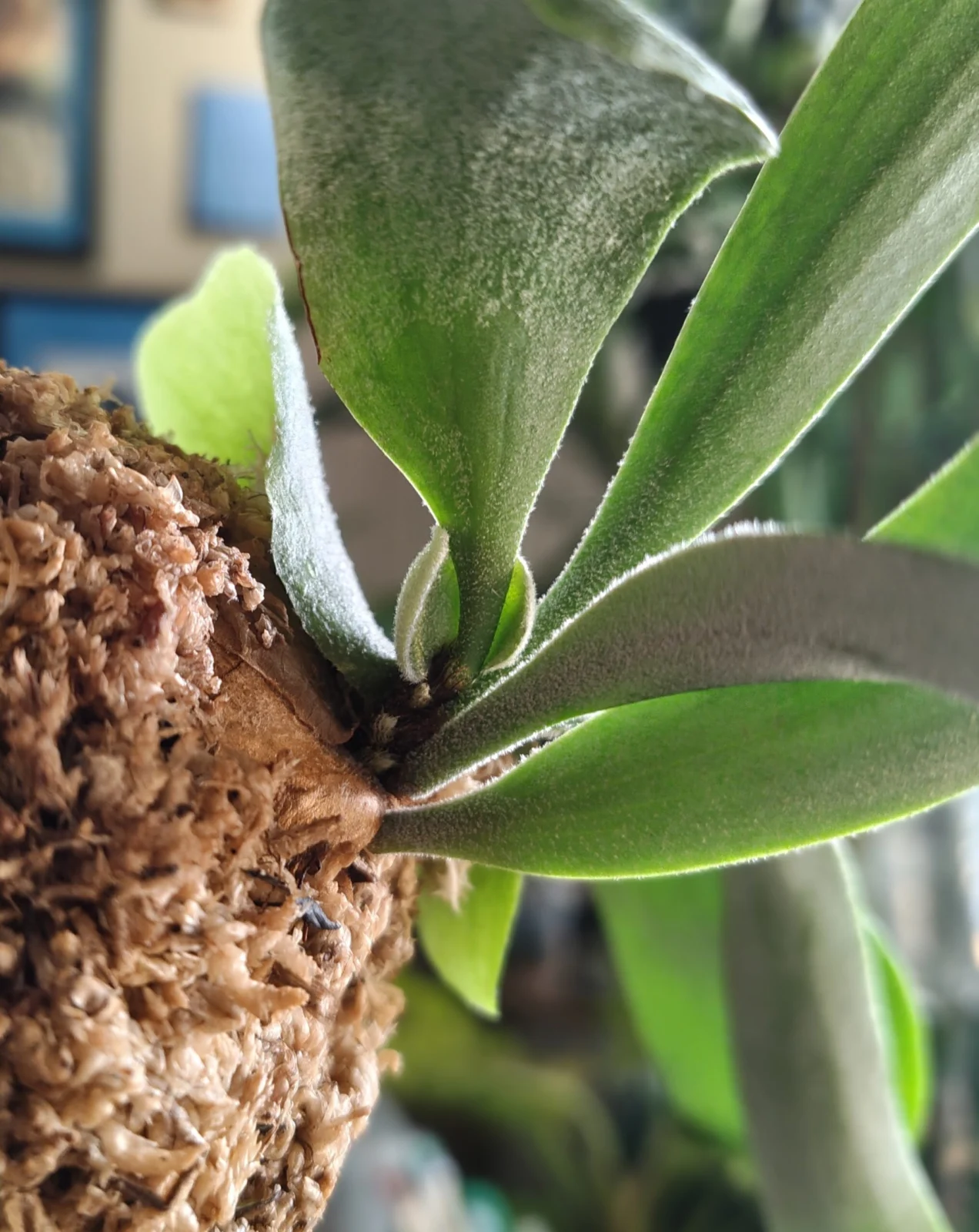 ビカクシダ ウィリンキー 胞子培養