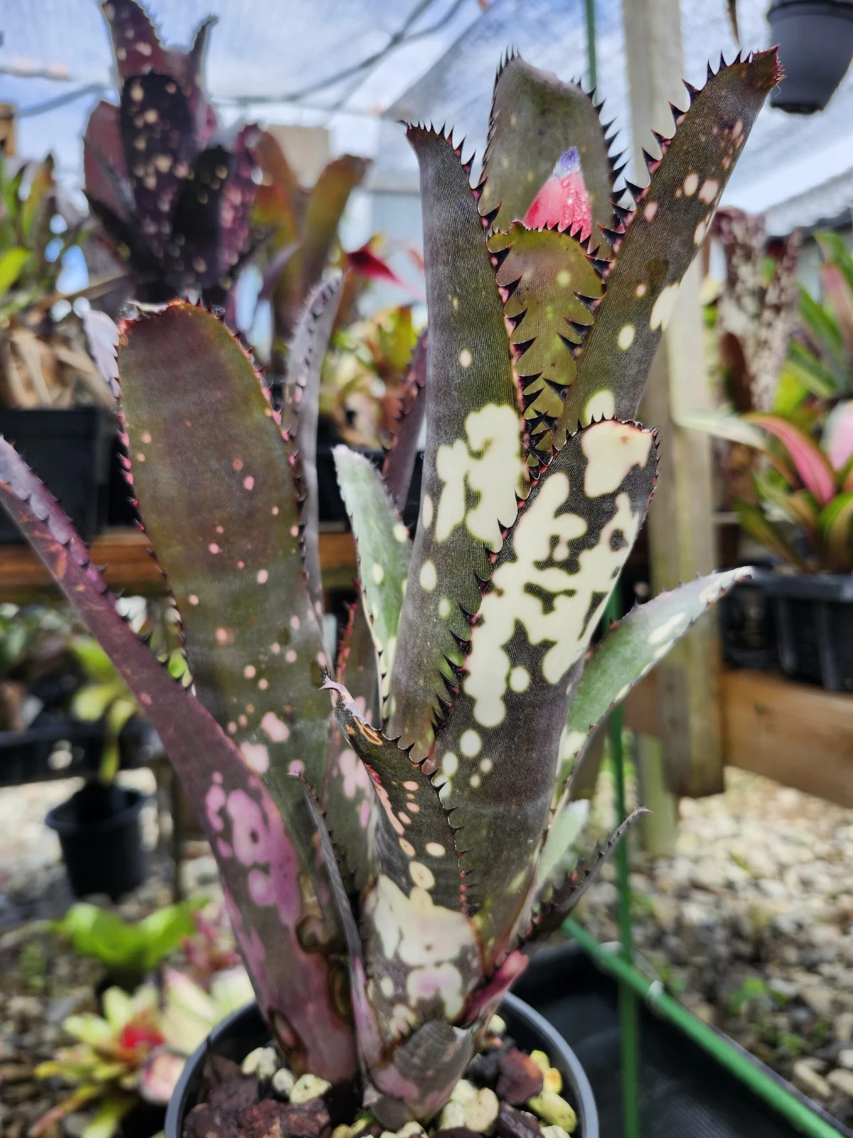 ビルベルギア　ブルームーン　花芽