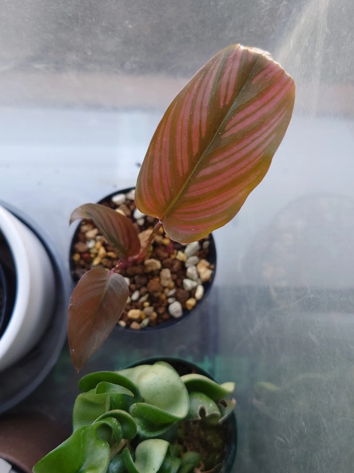 カラテア ホワイトスター 葉っぱが茶色に変色