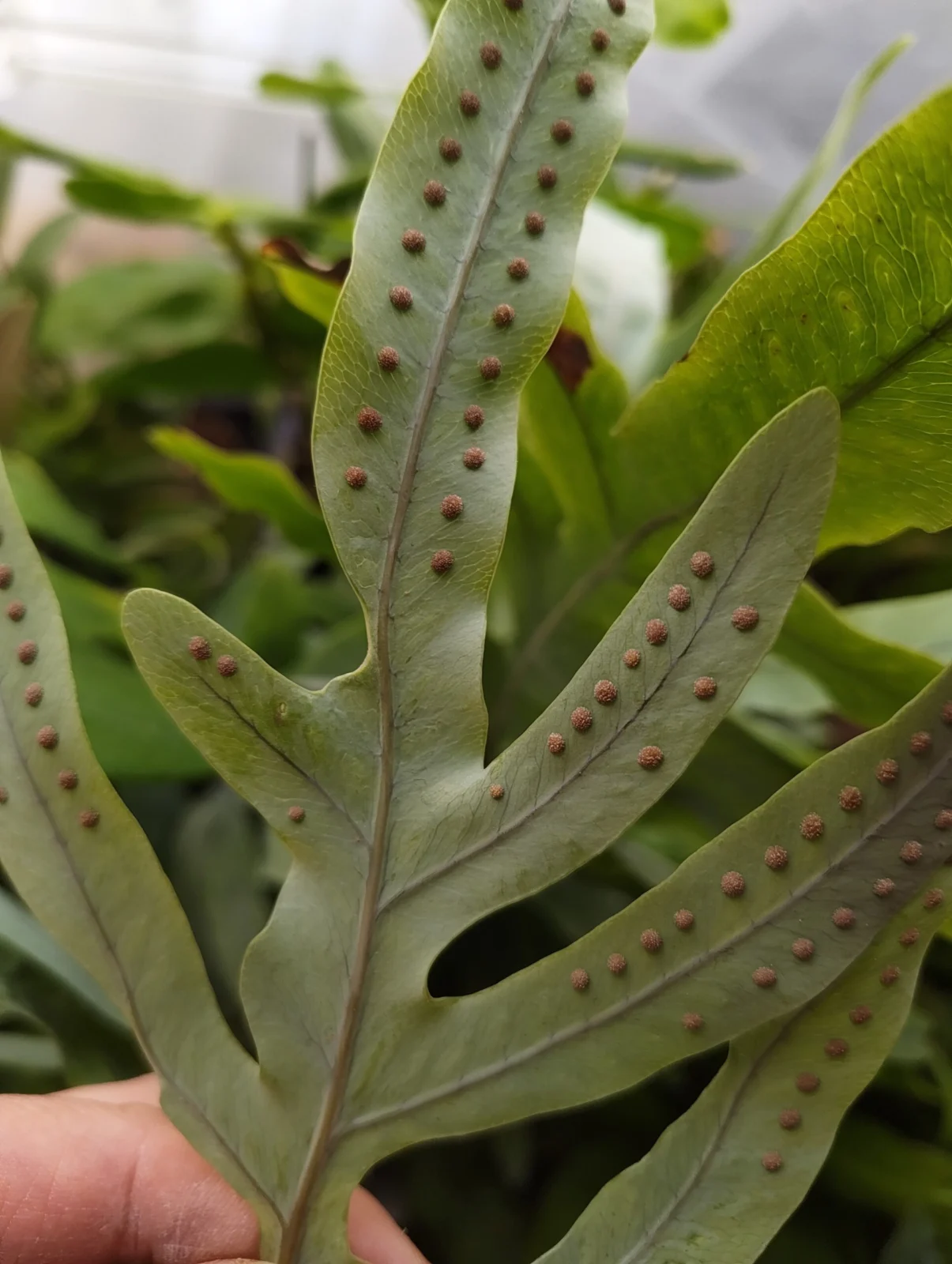 フレボディウム ブルースター