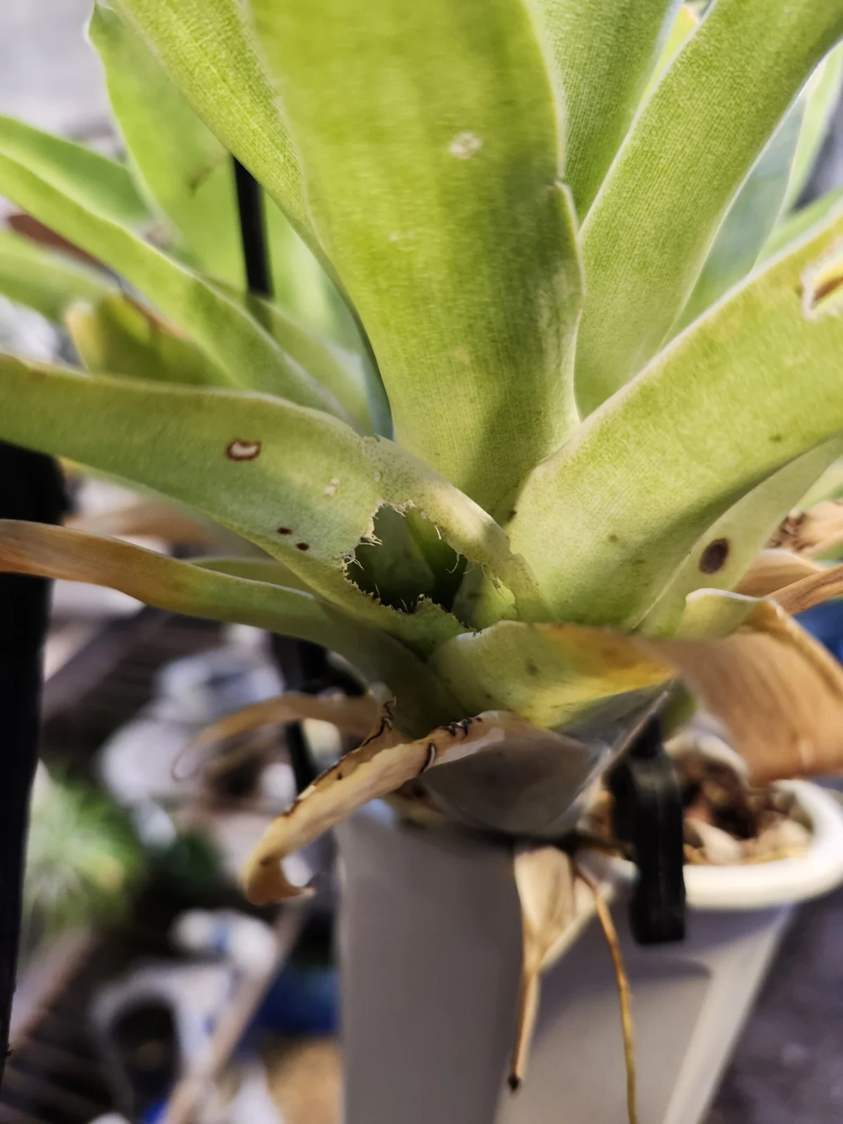 カトプシス　モレニアナ　食害　