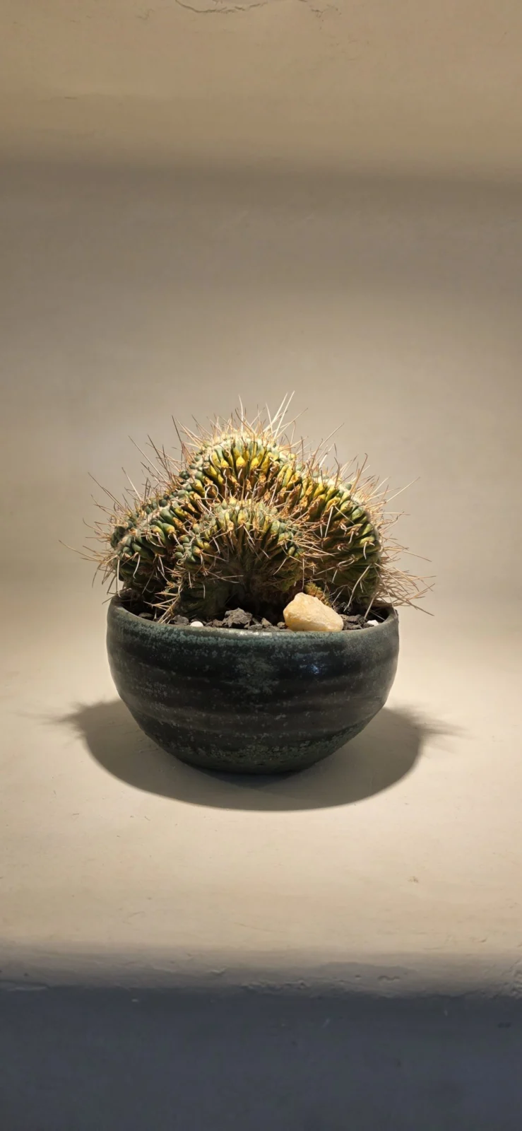 マミラリア　コンプレッサ