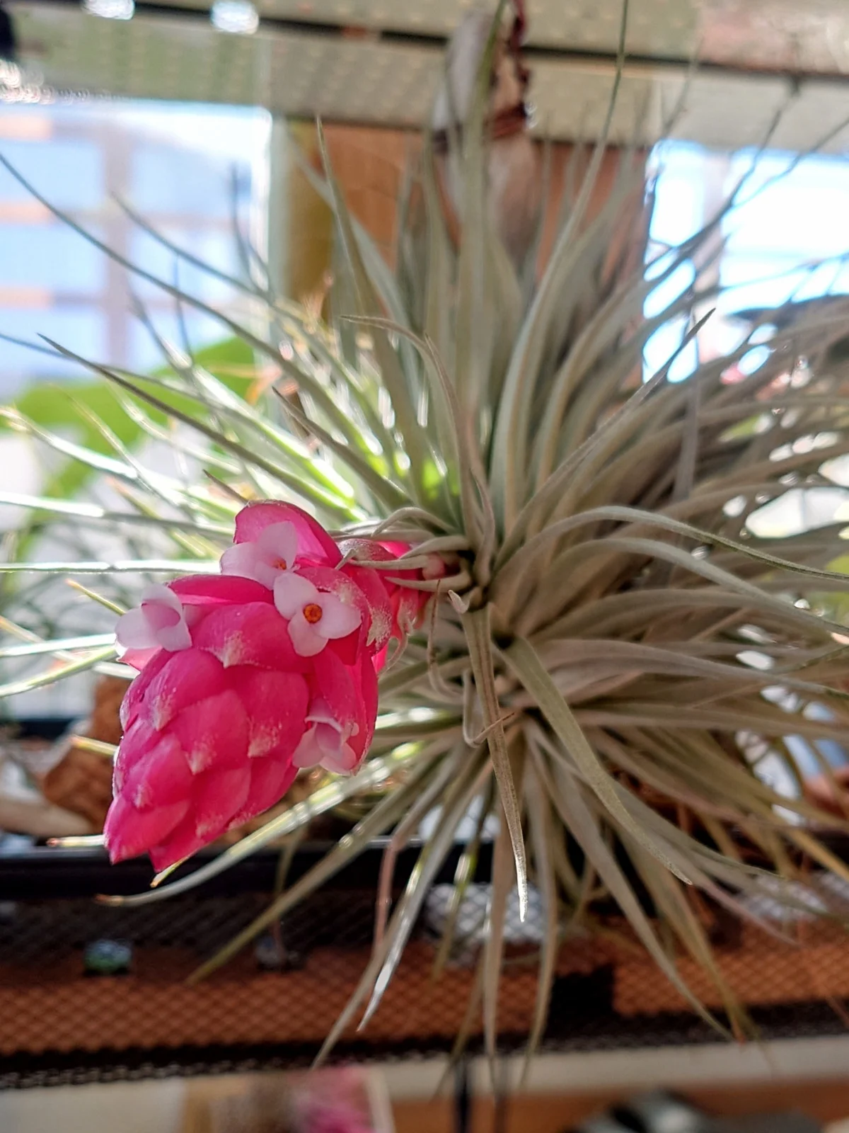 ティランジア 開花