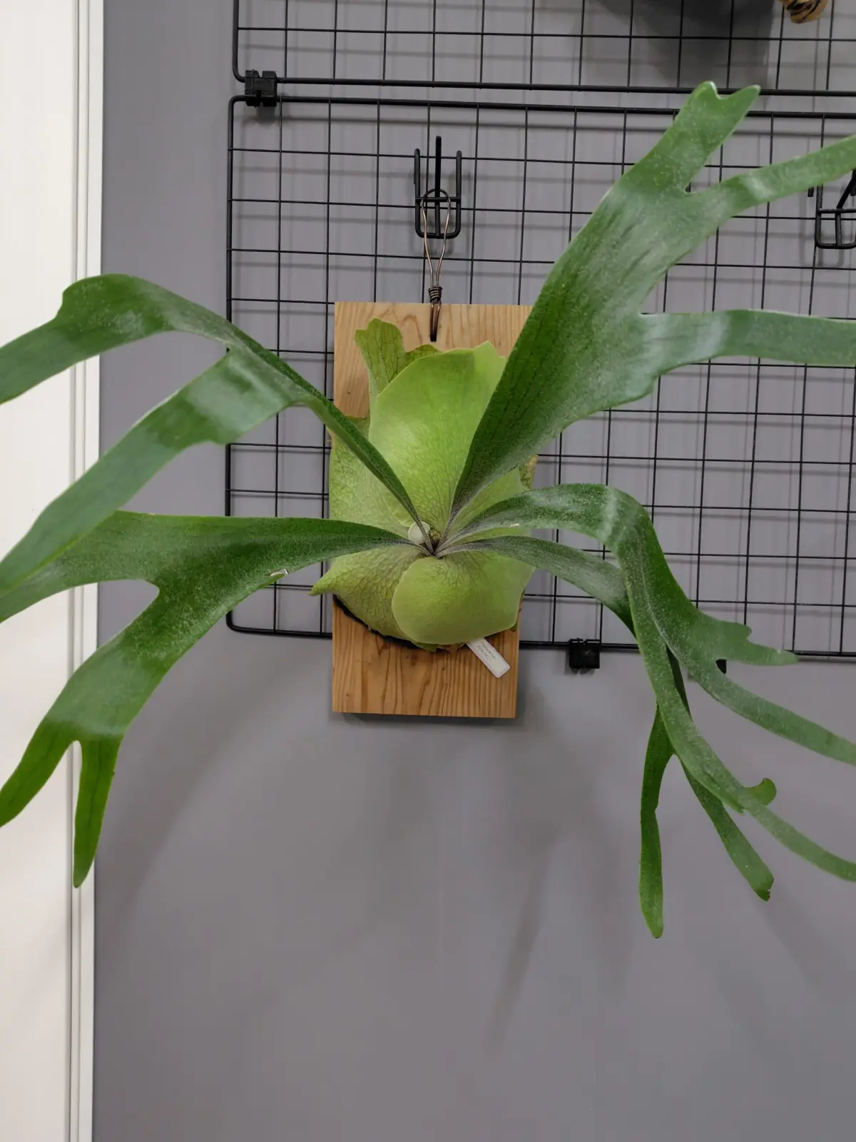 ビカクシダ 品種不明