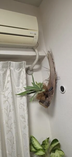 ビカクシダ ベイチー