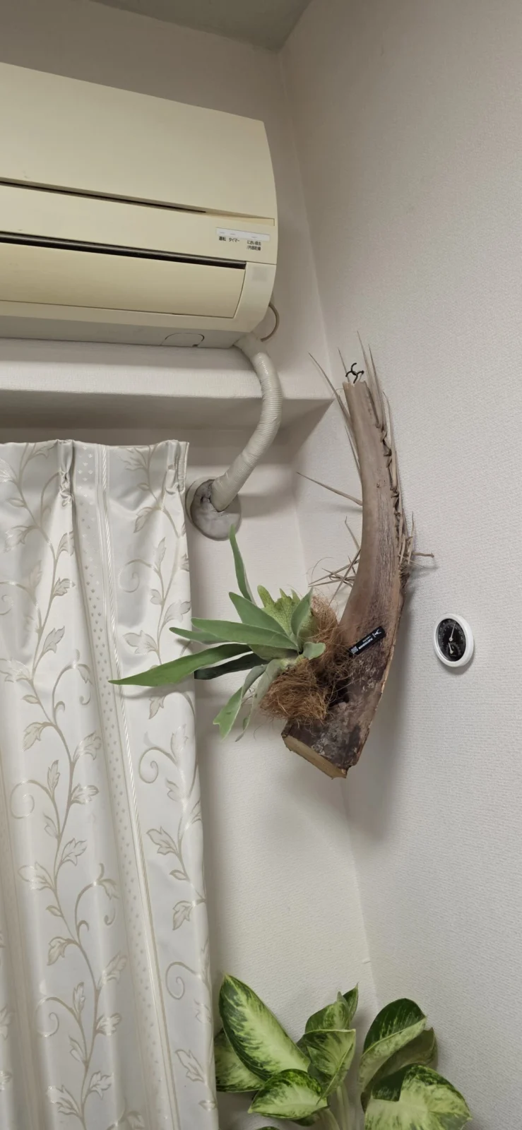 ビカクシダ　ベイチー