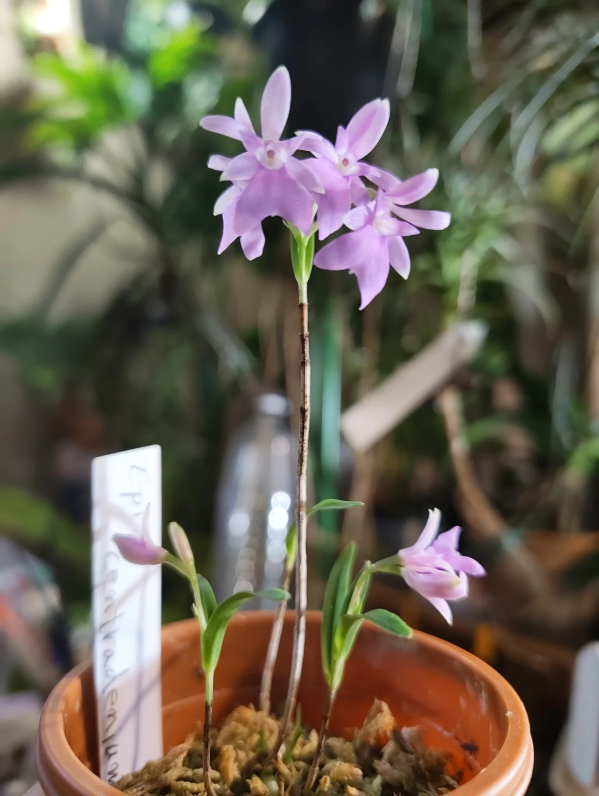 エピデンドラム セントラデニウム