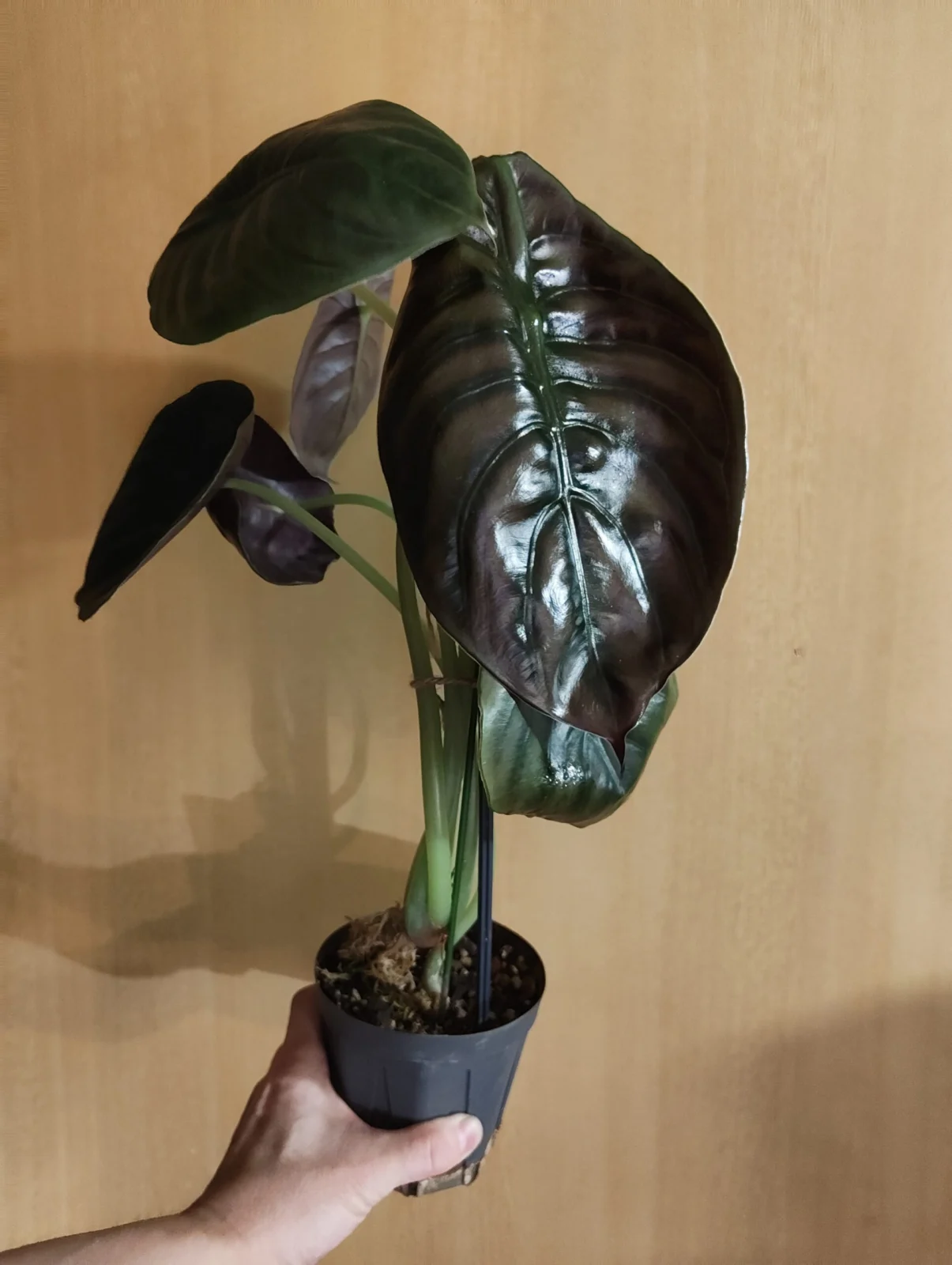 アロカシア クプレア