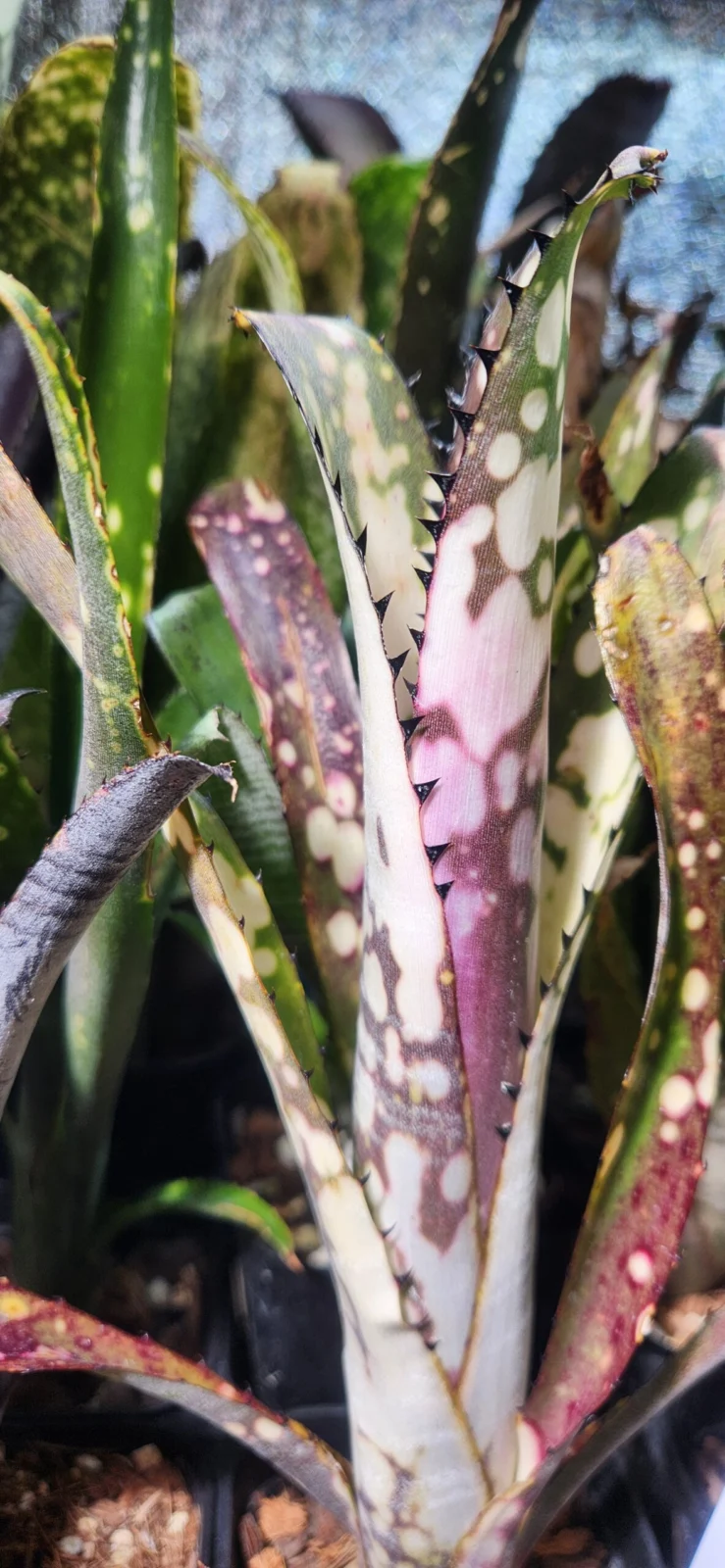 ビルベルギア トンプライ ダイヤモンドフィンガー