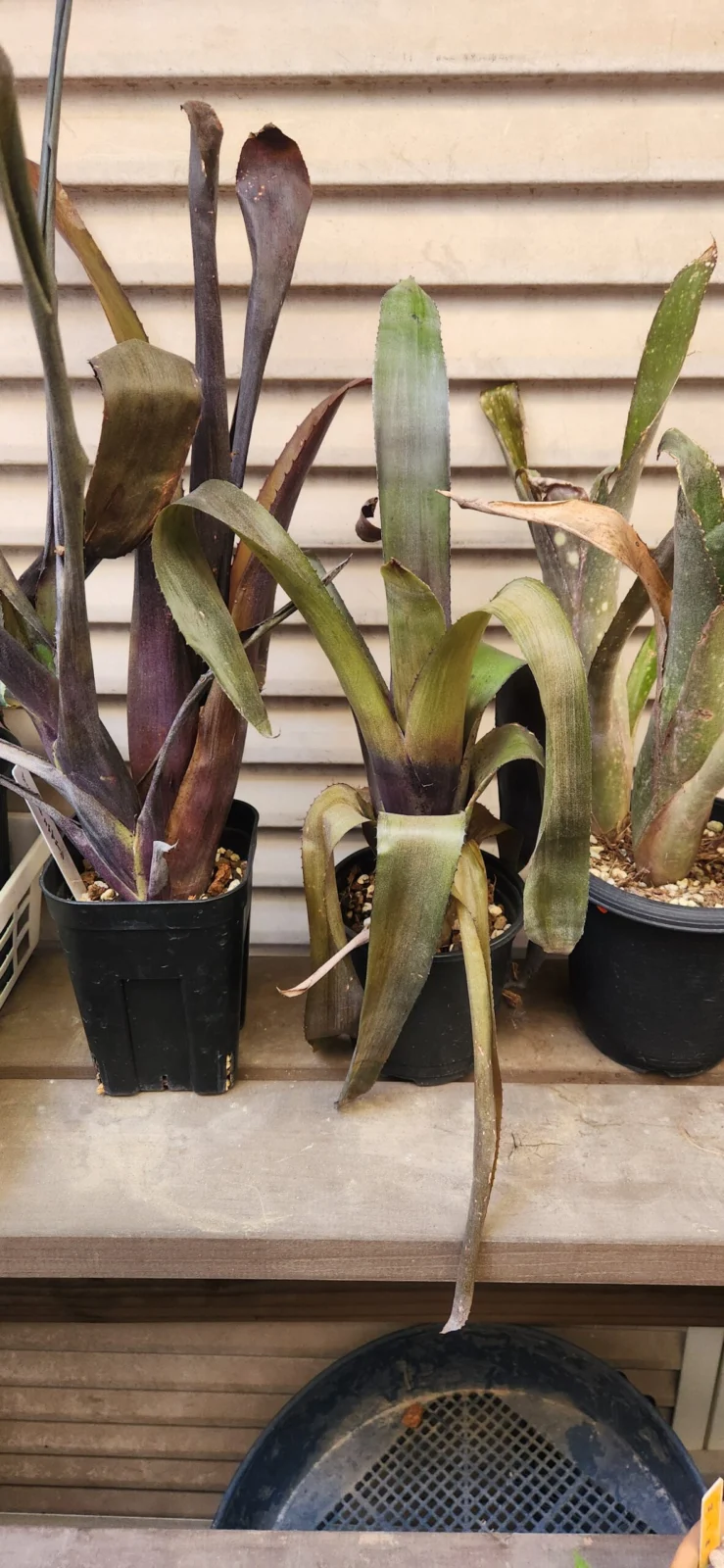 ビルベルギア 越冬チャレンジ②