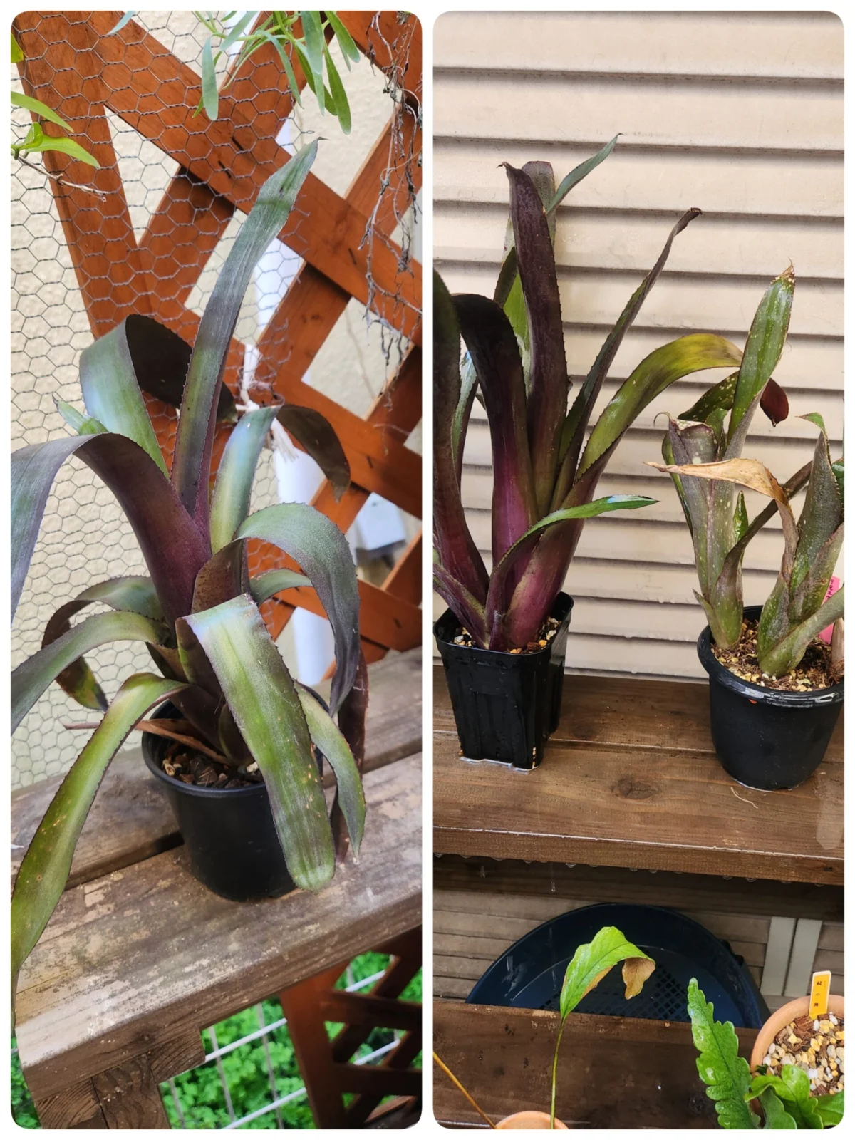 ビルベルギア 越冬チャレンジ①