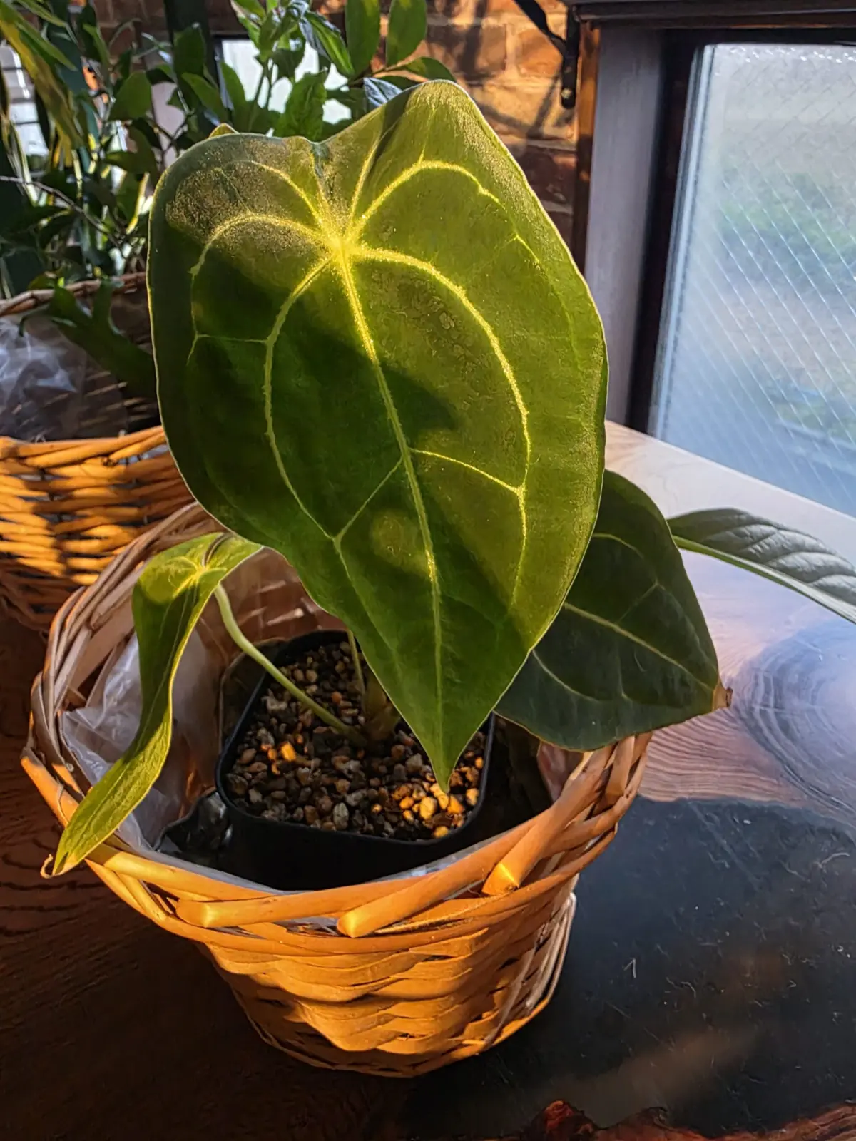 アンスリウム レガレ