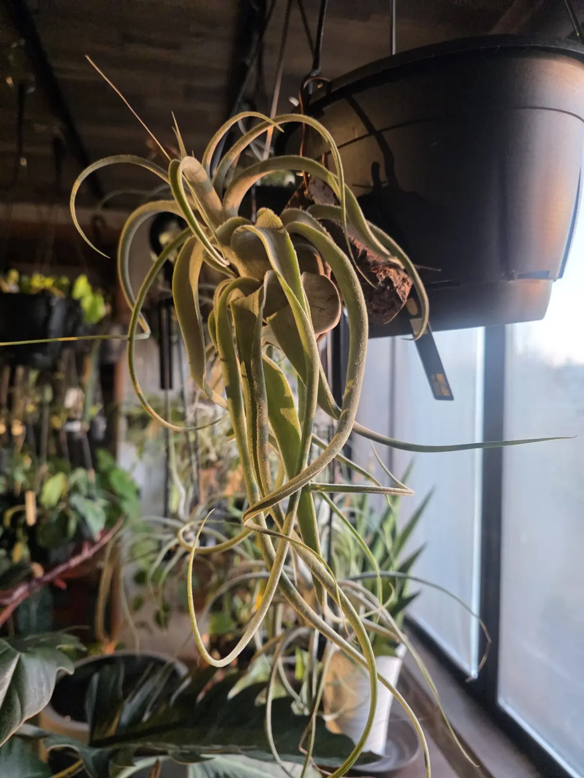 ティランジア プエブレンシス×エーレルシアナ