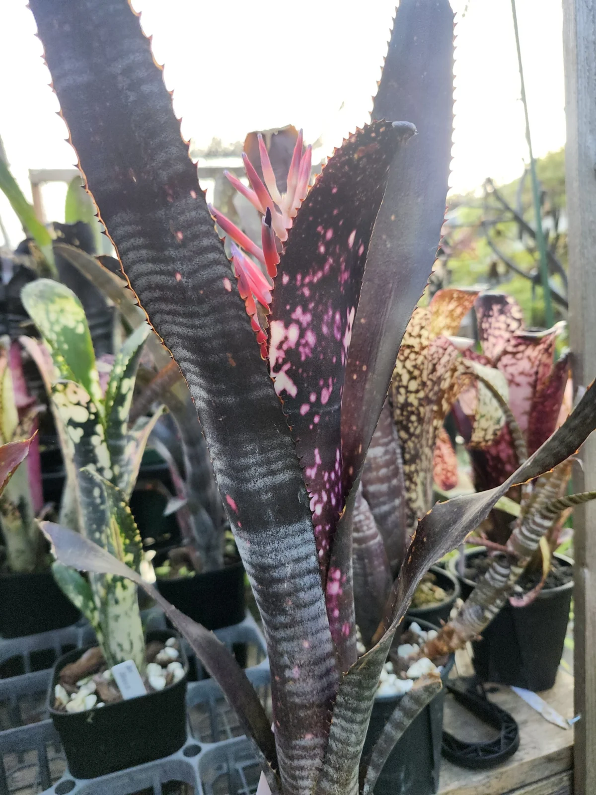 ビルベルギア　ルブラ　花芽